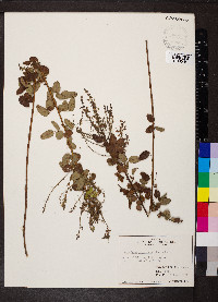 Lespedeza violacea image