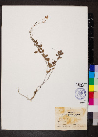 Lespedeza violacea image