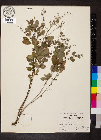 Lespedeza violacea image