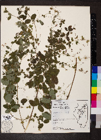 Lespedeza violacea image