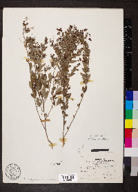 Lespedeza violacea image