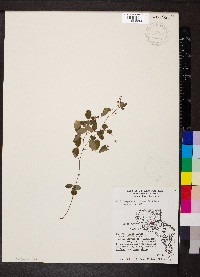 Lespedeza violacea image