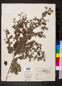 Lespedeza bicolor image