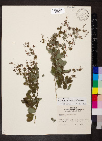 Lespedeza frutescens image