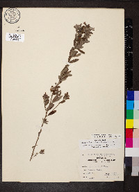 Lespedeza x simulata image