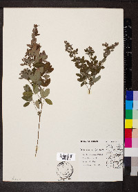 Lespedeza stuevei image