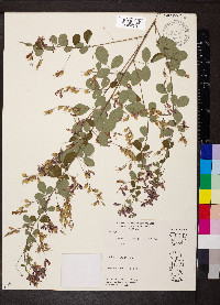 Lespedeza thunbergii image