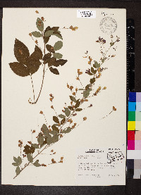 Lespedeza thunbergii image