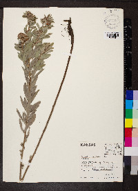 Lespedeza capitata image