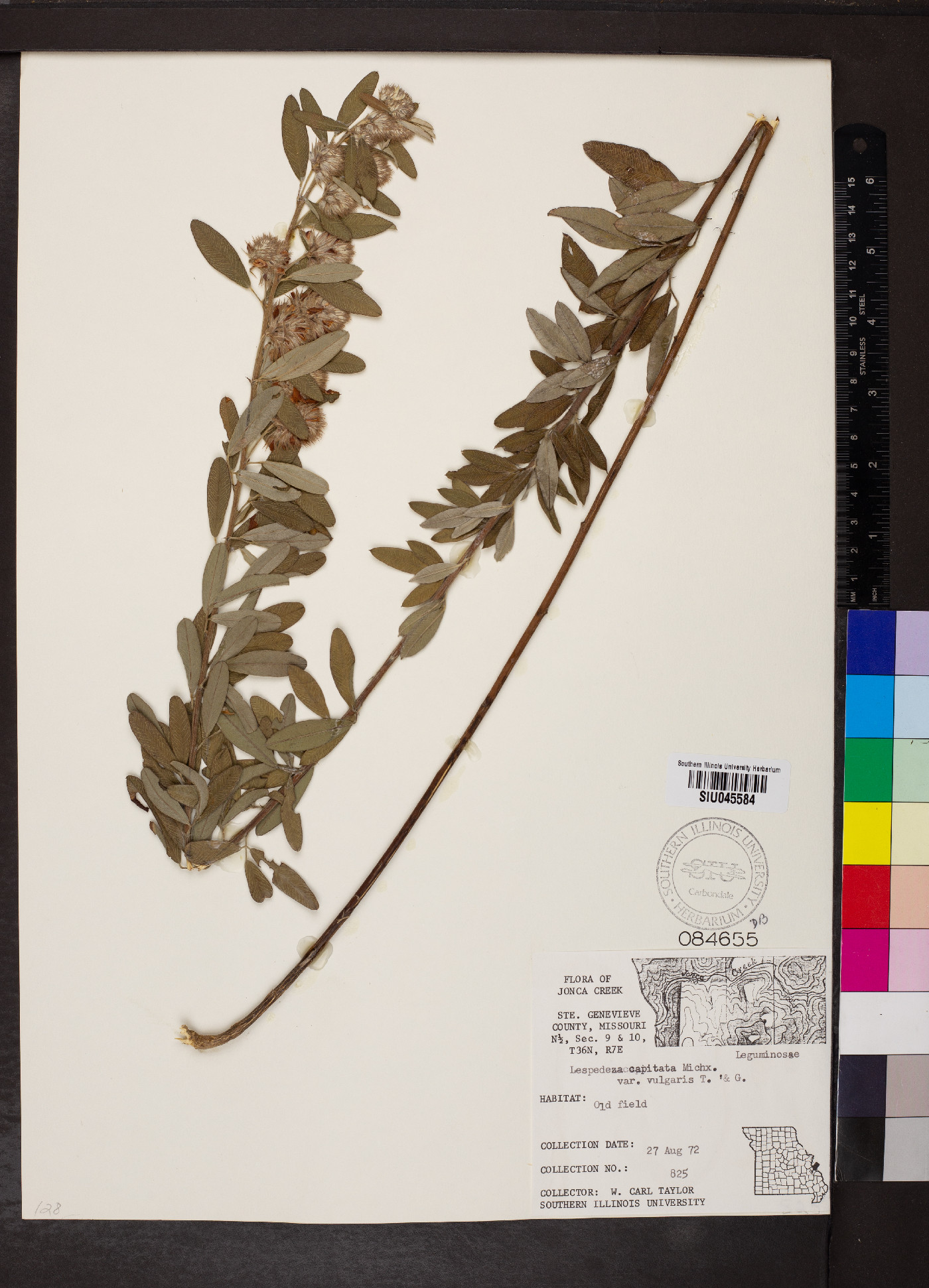 Lespedeza capitata var. vulgaris image