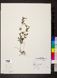 Lespedeza cuneata image