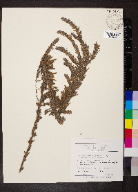 Lespedeza cuneata image