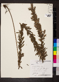 Lespedeza cuneata image