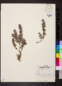 Lespedeza cuneata image