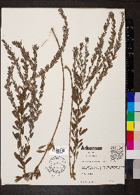 Lespedeza cuneata image