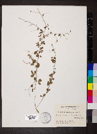 Lespedeza violacea image