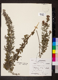 Lespedeza cuneata image