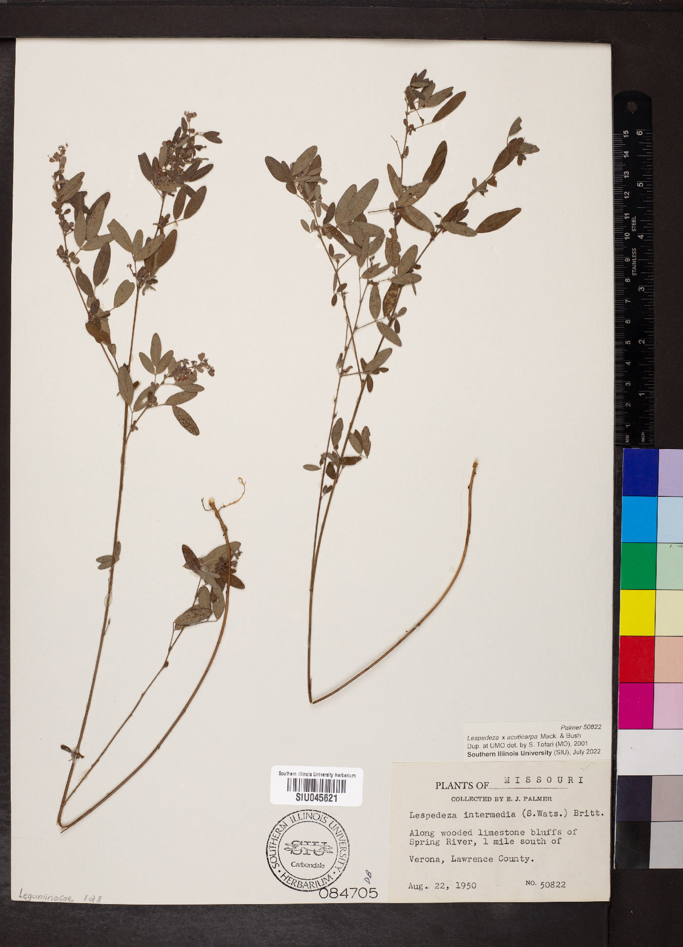 Lespedeza x acuticarpa image