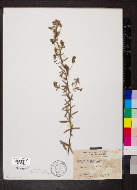 Lespedeza angustifolia image