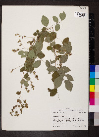 Lespedeza bicolor image