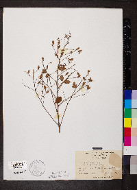 Lespedeza bicolor image
