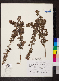 Lespedeza frutescens image