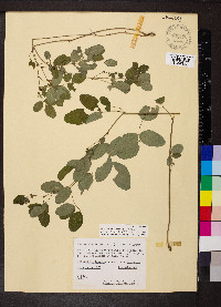 Lespedeza frutescens image