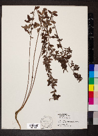 Lespedeza frutescens image