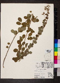 Lespedeza hirta var. hirta image