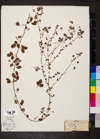 Lespedeza procumbens image