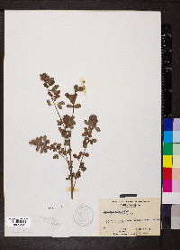 Lespedeza stuevei image