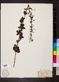 Lespedeza stuevei image