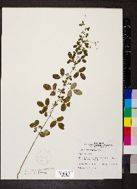 Lespedeza thunbergii image