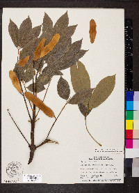 Lonchocarpus heptaphyllus image