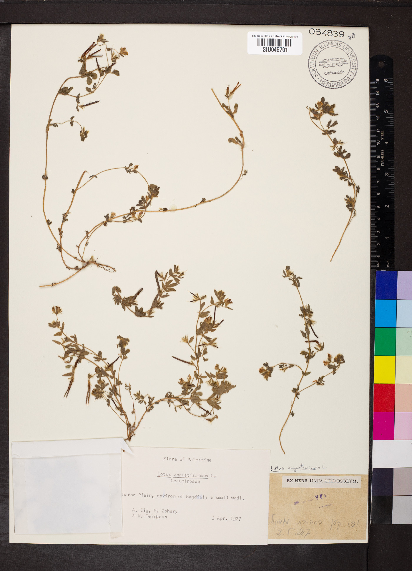 Lotus angustissimus image