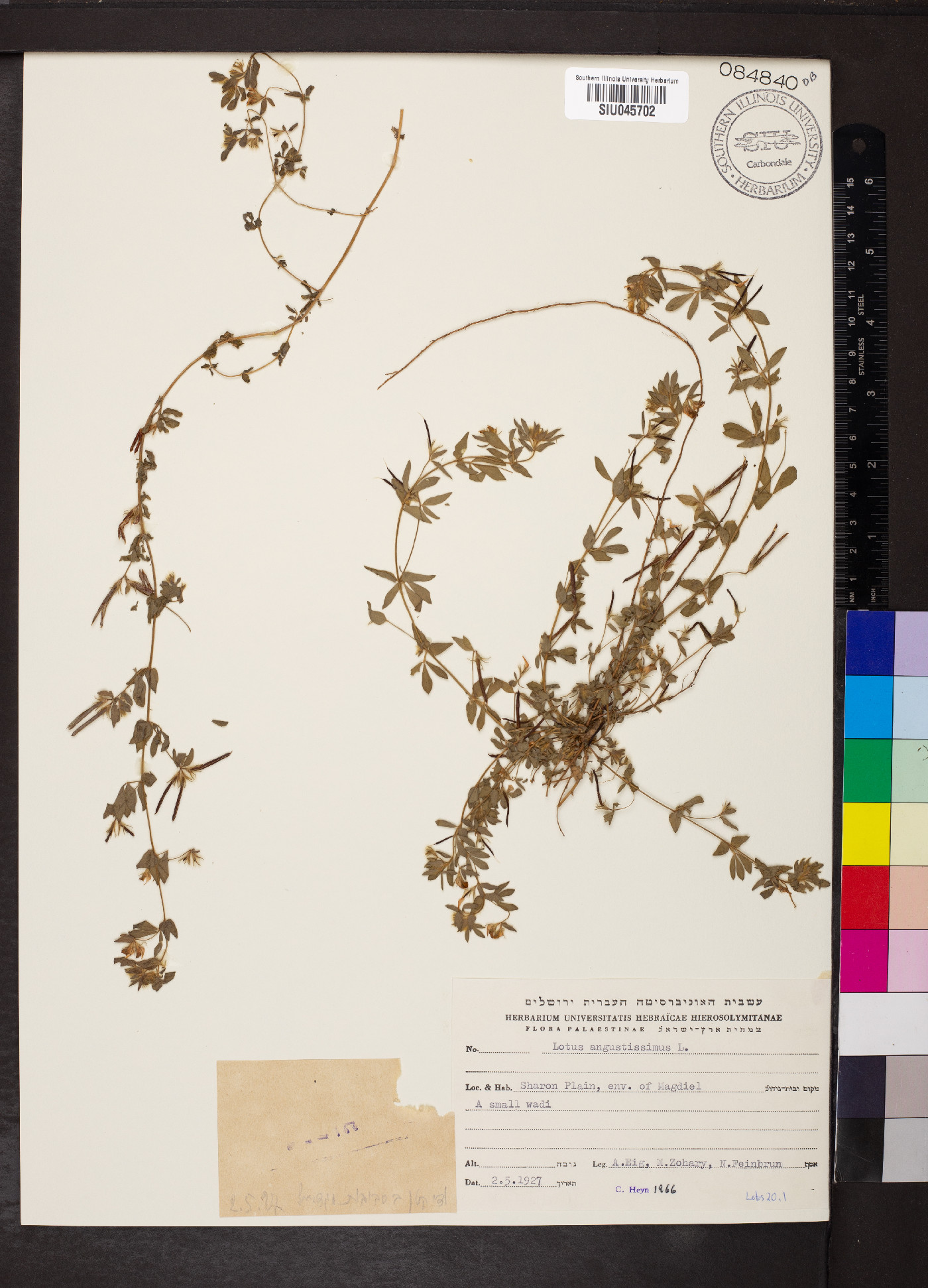 Lotus angustissimus image