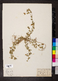 Lotus edulis image