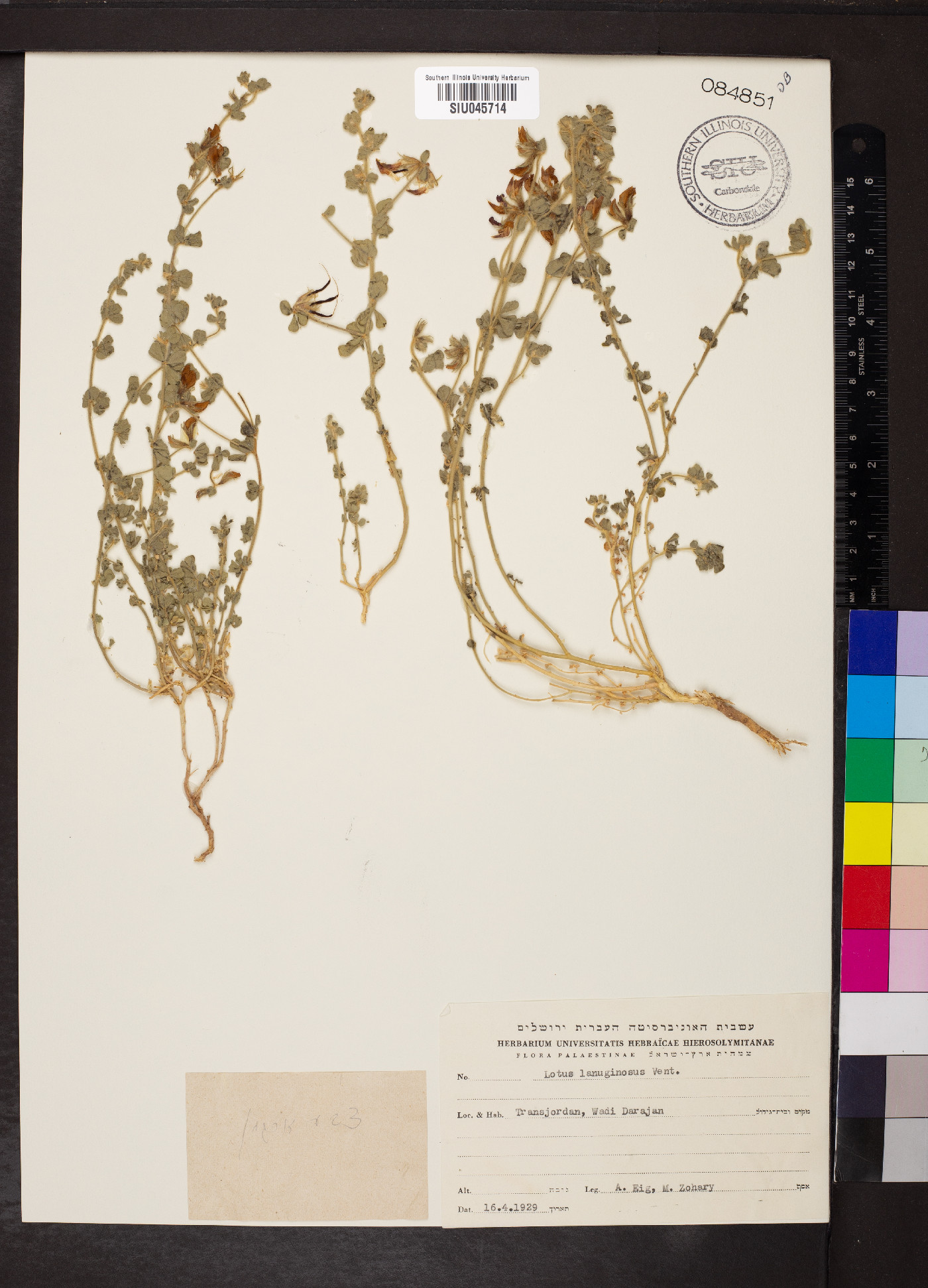 Lotus lanuginosus image