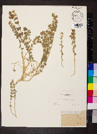 Lotus lanuginosus image