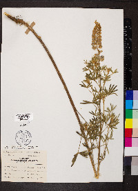 Lupinus alpestris image