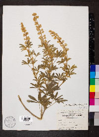 Lupinus alpestris image