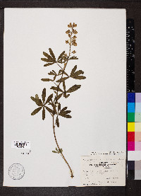 Lupinus alpestris image