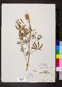 Lupinus alpestris image