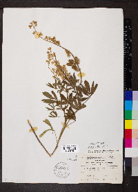 Lupinus alpestris image