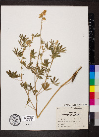 Lupinus alpestris image