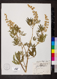 Lupinus alpestris image