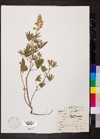 Lupinus alpestris image