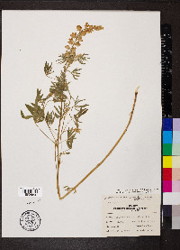 Lupinus alpestris image