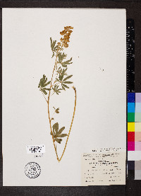 Lupinus alpestris image