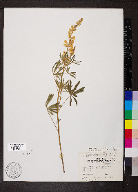 Lupinus argenteus var. laxiflorus image